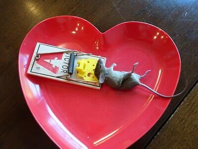 Fayetteville rodent trapping