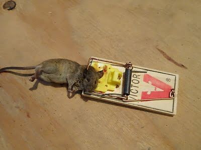 rodent trapping