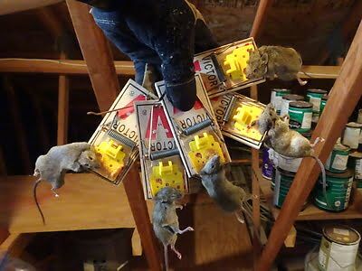 rodent trapping